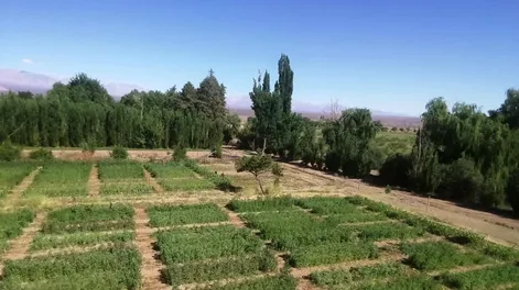 Promocionan la quinoa en valles, como una alternativa alimentaria