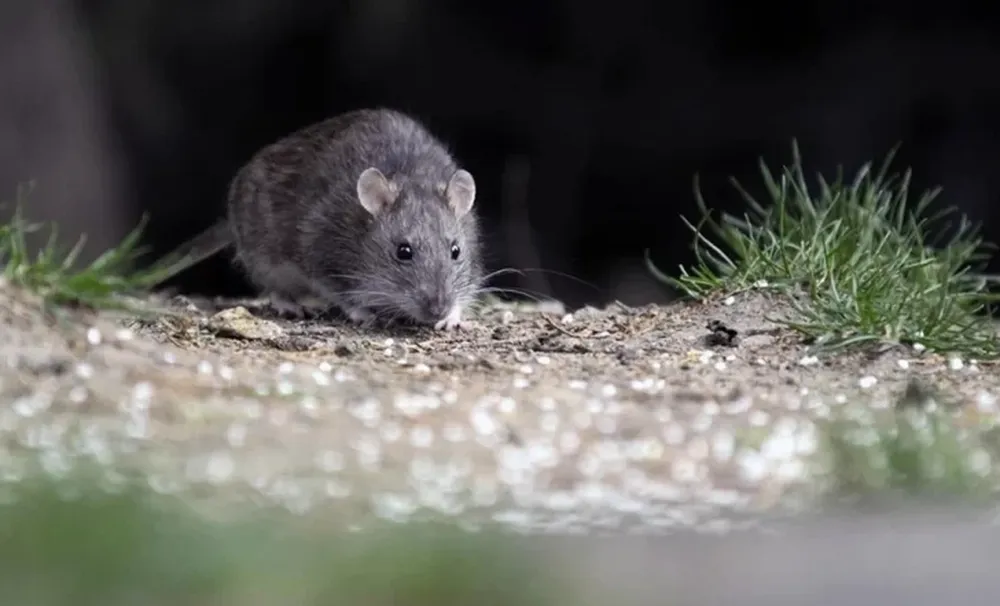 OJO CON LAS RATAS. El hantavirus se contagia fundamentalmente a través de la inhalación de aerosoles de las heces, orina y saliva de roedores infectados.