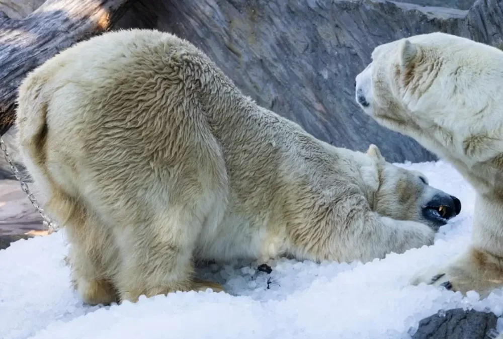 Un zoológico pide mascotas de los vecinos para alimentar a sus animales