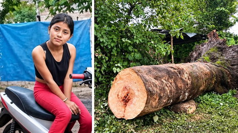 una nina de 11 anos esta grave tras la caida de una rama de eucalipto durante un cumpleanos
