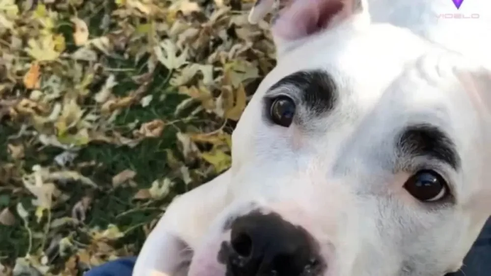 Furor por el perro que parece que tiene las cejas pintadas