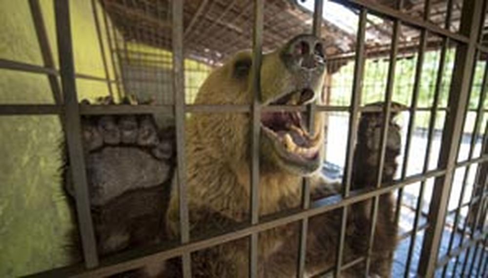 Por hambre, un oso cautivo en un restaurante se come a sí mismo