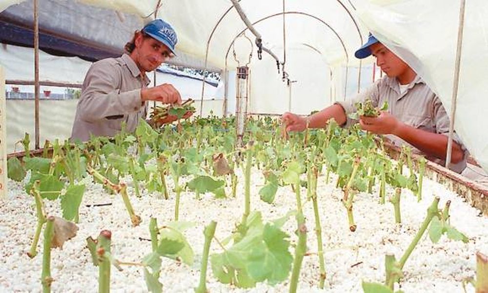 Puntapié oficial para  tener vides saneadas
