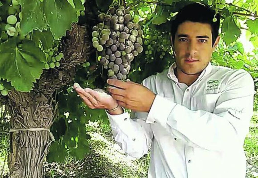 Producto ecológico local para ataques fúngicos