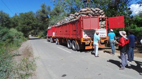 Gran incertidumbre en la campaña de membrillos de nuestra provincia