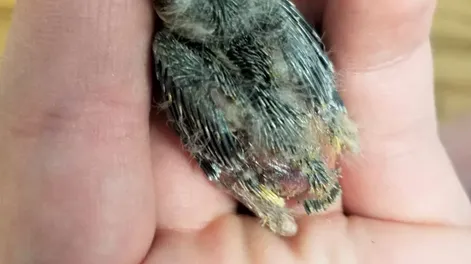 Pidió un Uber para que un pajarito herido fuera al veterinario