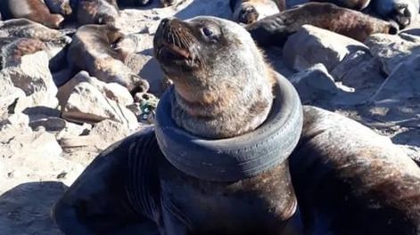 Indignación por un lobo marino con una rueda en el cuello que se volvió viral