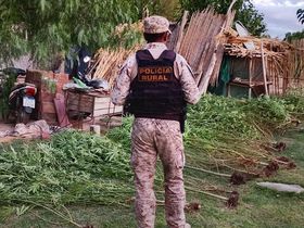 Operativo en Sarmiento: rescataron 14 aves autóctonas y hallaron un invernadero con 26 plantas de marihuana Operativo en Sarmiento: rescataron 14 aves autóctonas y hallaron un invernadero con 26 plantas de marihuana