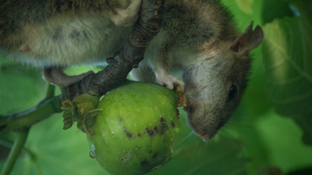 El olor y su sabor atrae a las ratas y otras plagas. (Foto: Adobe Stock)