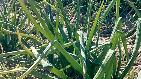 El mejor aprovechamiento del nitrógeno en las plantas