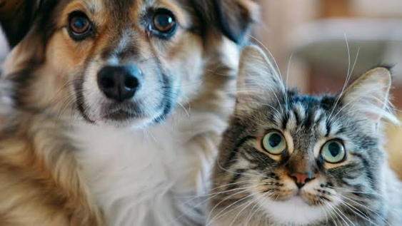 Alerta mascotas: los peligros ocultos que amenazan a tu perro o gato en esta primavera
