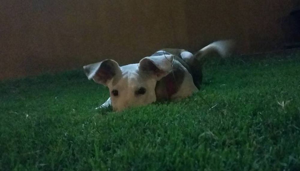 Chapo, el perro sanjuanino que “canta” la cumbia del momento