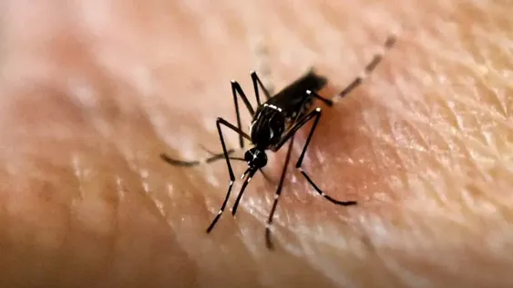 Dengue: el pronóstico del clima alimenta la preocupación por el mosquito infectado