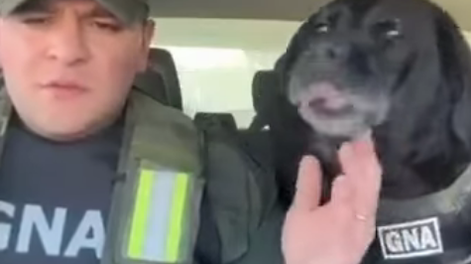 Video: se jubiló “Pequi”, una perra de Gendarmería que emocionó a todos