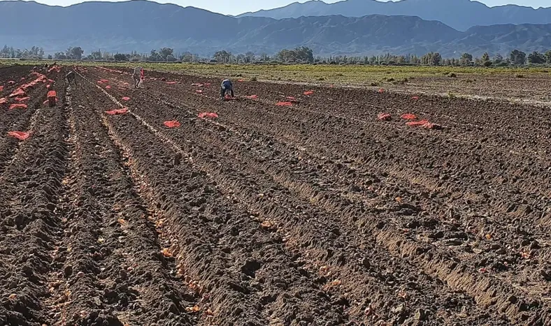 Temporada hortícola