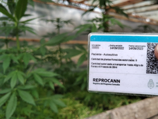reprocann estrena nuevo sistema con aprobacion en 48 horas, pero la letra chica genera preocupacion reprocann estrena nuevo sistema con aprobacion en 48 horas, pero la letra chica genera preocupacion