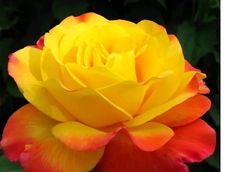 octubre: explosion de las rosas. con la llegada del dia de la madre, las rosas se convierten en una de las opciones mas elegidas.