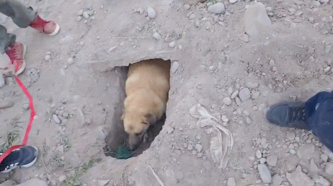 Mascotas en apuros en Rivadavia: dos perras y una gata tuvieron que ser liberadas de una cuneta donde quedaron atrapadas