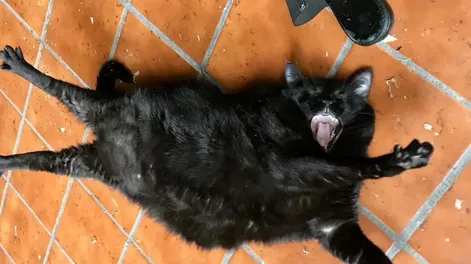 La increíble reacción de una gata que no quiere hacer ejercicios