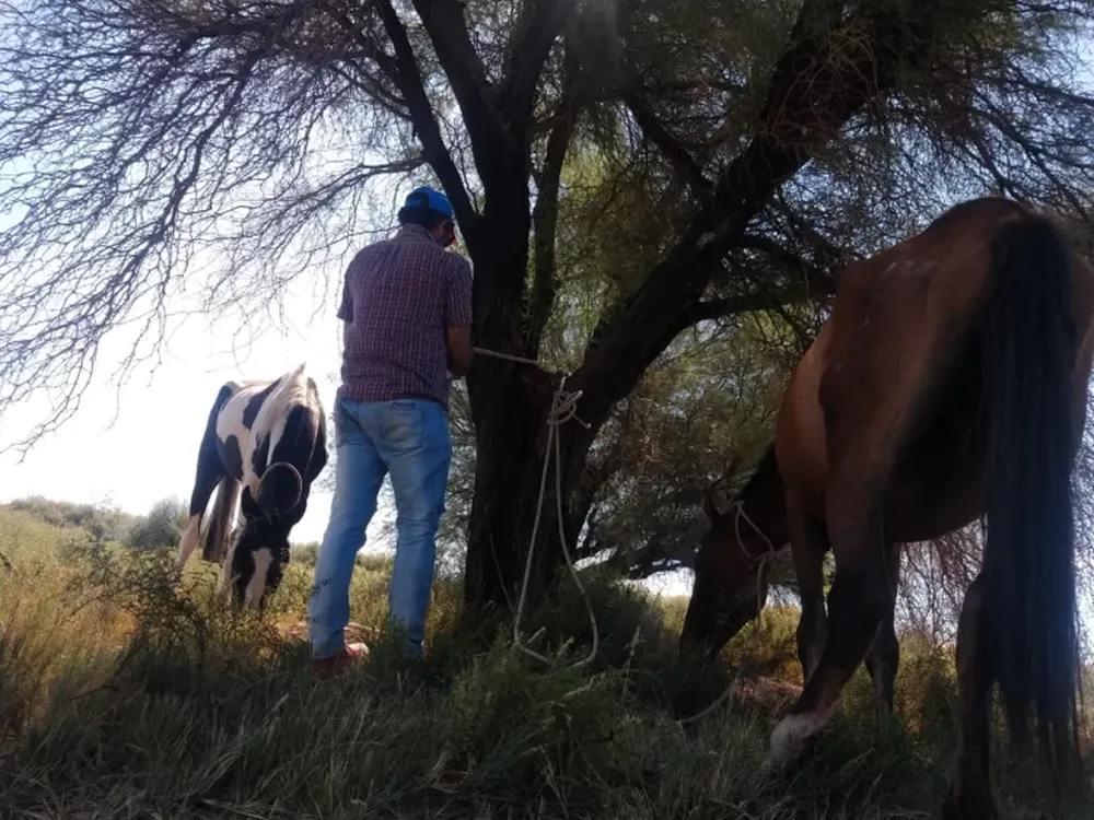 Sarmiento: rescataron a dos caballos que fueron robados en Mendoza