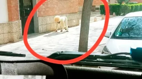 Se disfrazó de perro para violar la cuarentena y generó la indignación de los usuarios