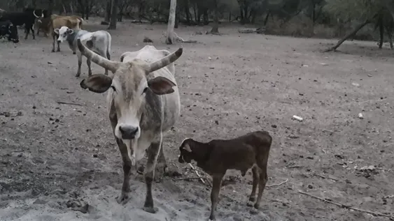 El Norte en alerta por histórica sequía