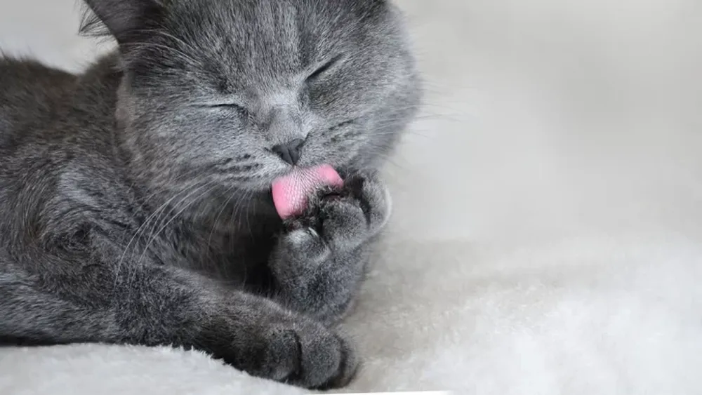 Una gatita tiene cuatro orejas y es furor en las redes