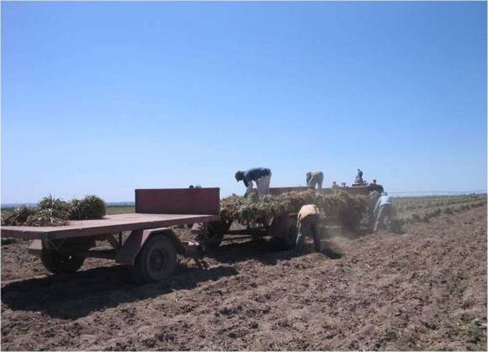 Equipo de cosecha y transporte de ajo, la innovación “del año”