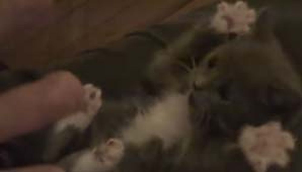 ¡Gatito mañoso!