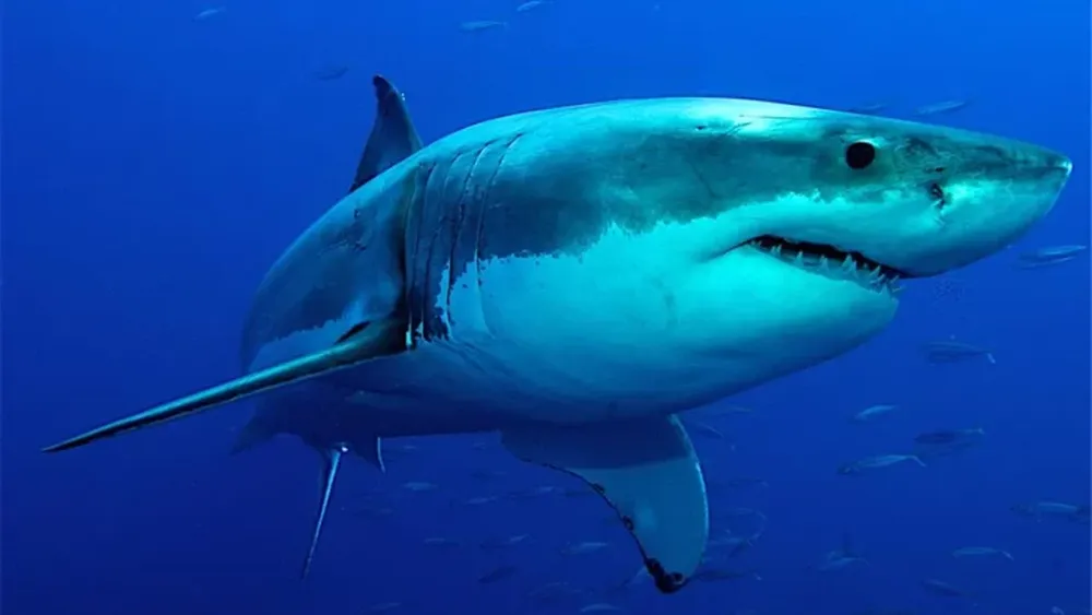 Hallaron a un tiburón de casi 300 años vivo
