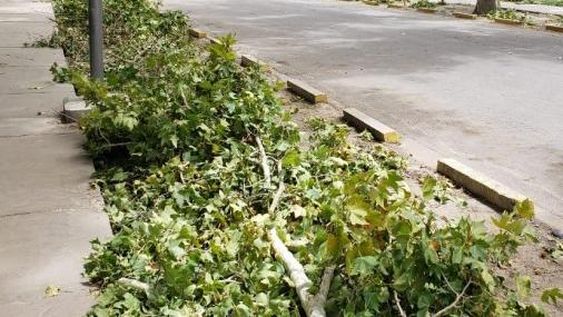 Piden evitar la concurrencia al Parque de Mayo por la caída de árboles y ramas