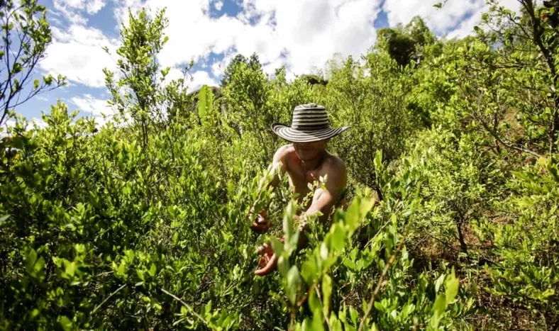 Colombia alcanza un nuevo récord de narcocultivos y producción de cocaína en 2022