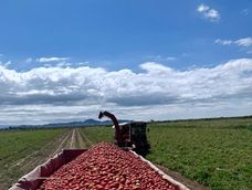 san juan sembrara hasta un 25% menos de tomate para industria esta campana por la competencia de la pasta importada