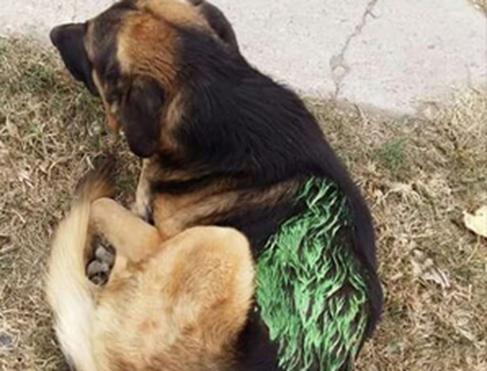 Revuelo en las redes sociales porque aseguran que municipales pintaron a perros