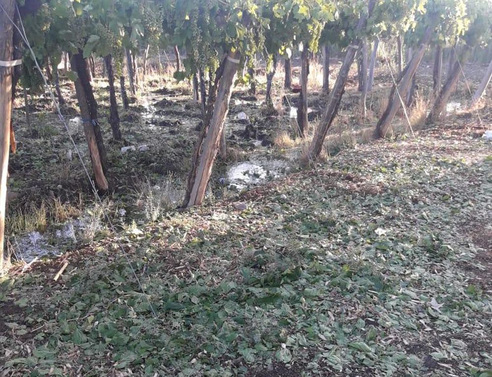 El Presidente nombró a una mujer para que se haga cargo del INTA