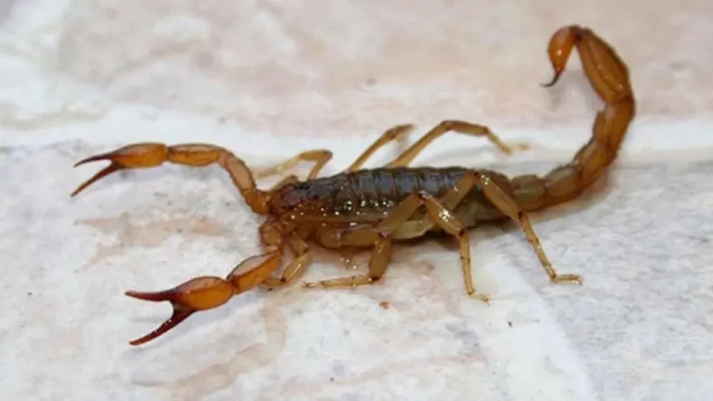 Alacrán. Imagen ilustrativa.-