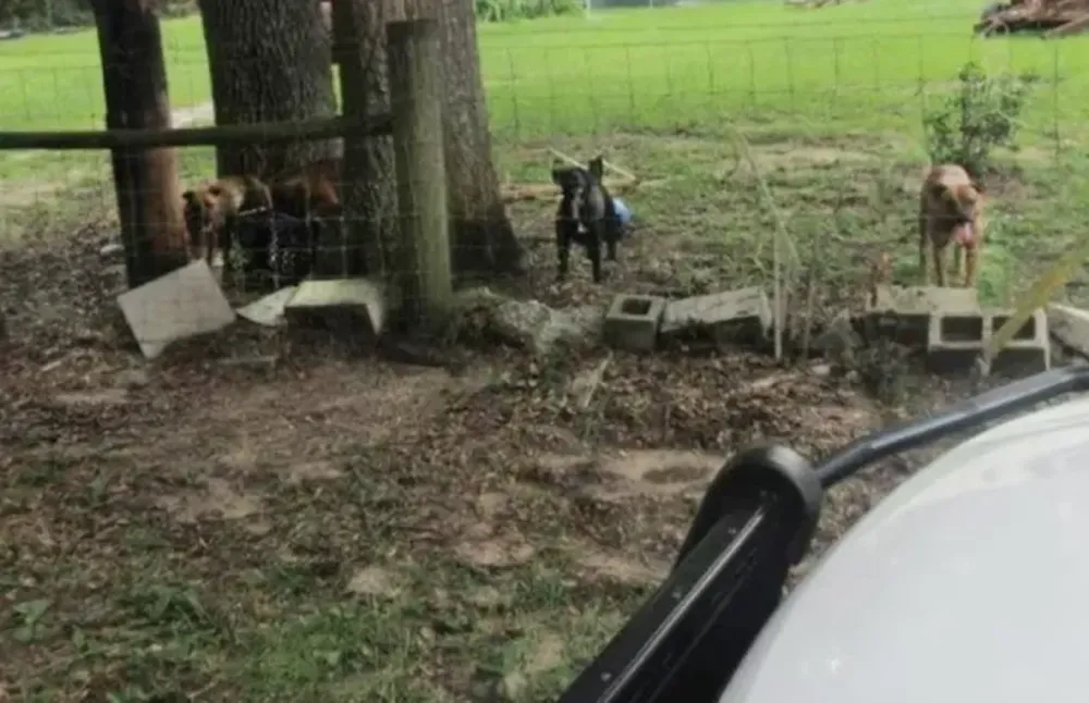 Una repartidora murió tras ser atacada por cinco perros