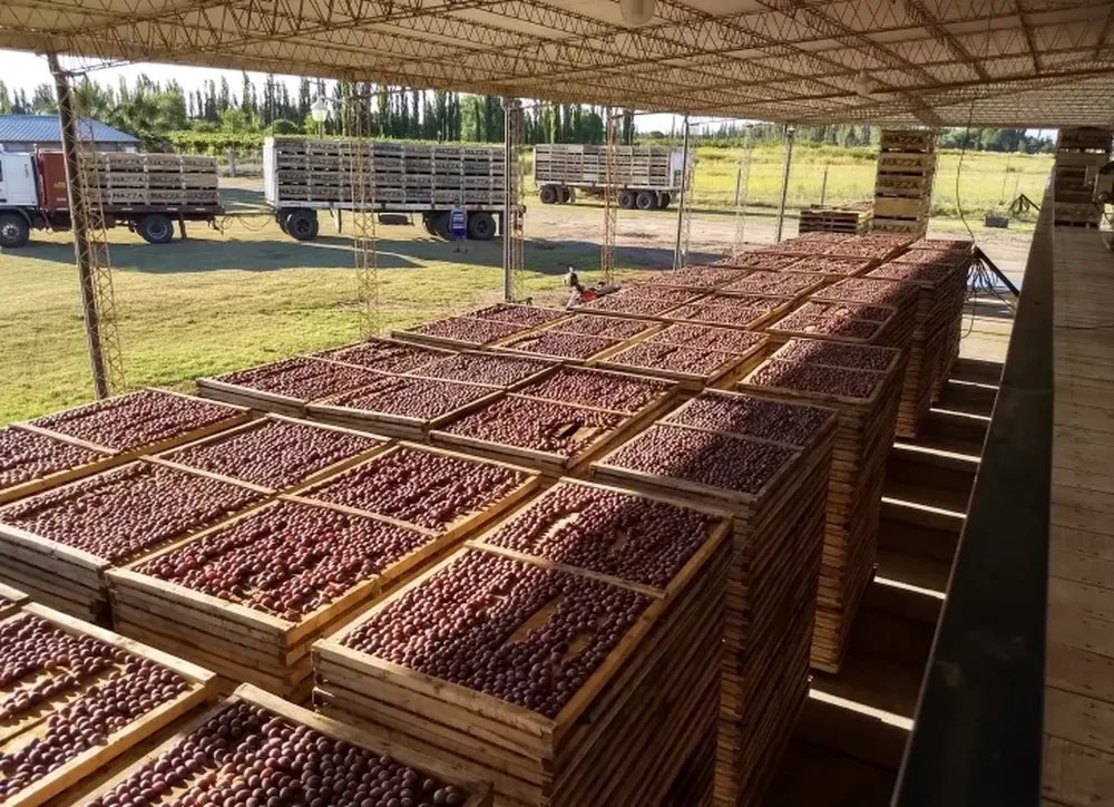 Proyecto para optimizar producción e industrialización de ciruela seca