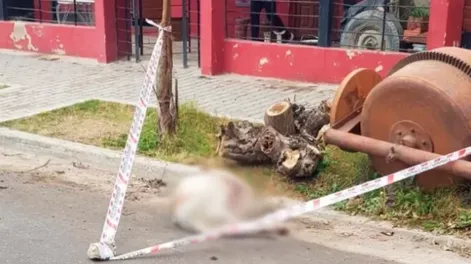 Imputaron por homicidio culposo al dueño de los dogos que mataron a una chica