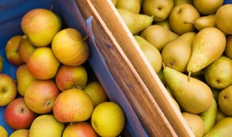 Hay menos carpocapsa en el Sur