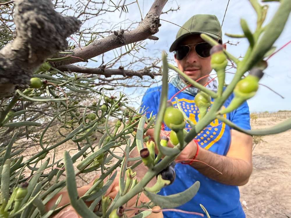 En el bosque nativo del vivero de Chimbas, Luchito Poblete enseña a reconocer las especies que sostienen la vida de las aves.  