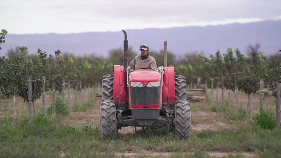 Las plantas, con sus primeros brotes ya expuestos, atraviesan estos días la etapa más sensible del ciclo productivo.