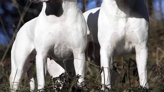 Dos dogos escaparon y atacaron a dos hombres que quedaron malheridos