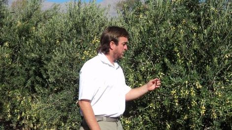 San Juan se prepara para un simposio olivícola internacional