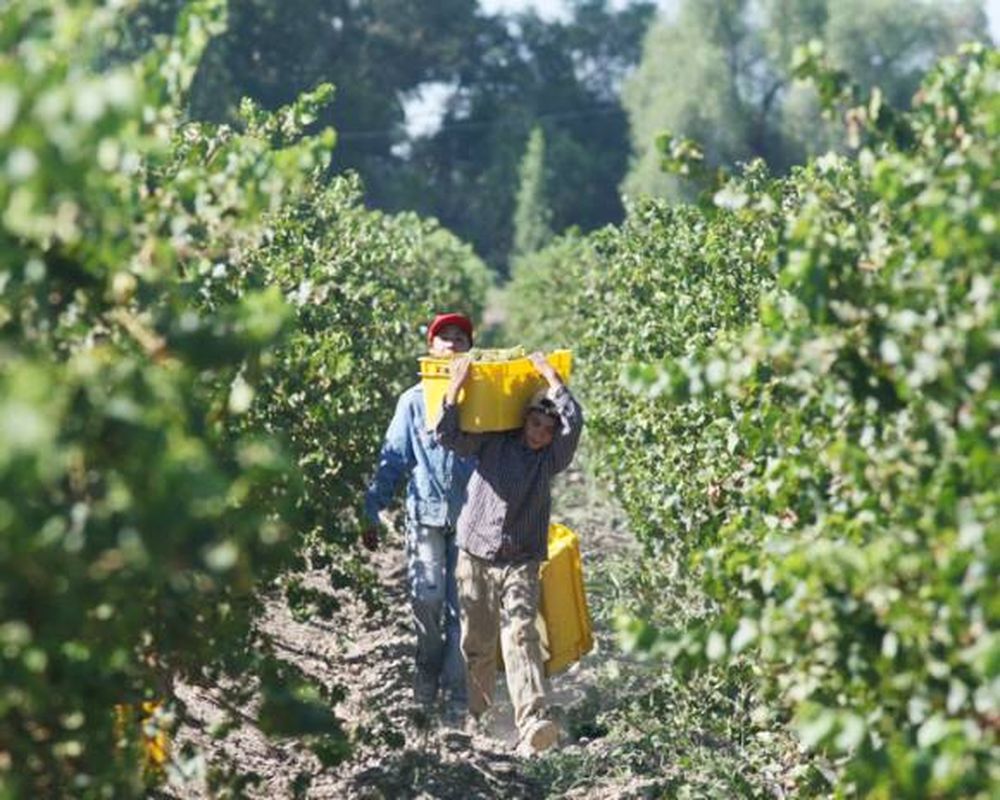 Mejor cosecha: vino, mosto y los precios