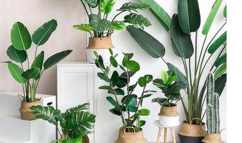 Plantas XL: Especies que imponen presencia con su tamaño