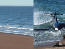panico en rio negro: una orca confundio a un kayakista con un lobo marino y lo persiguio hasta la orilla panico en rio negro: una orca confundio a un kayakista con un lobo marino y lo persiguio hasta la orilla