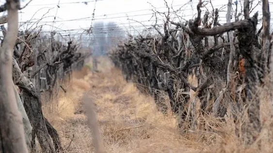 Un informe del INV reveló que en 11 años San Juan perdió 3.633 hectáreas de viñedos