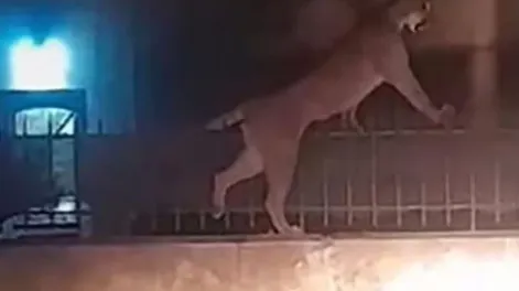 Video: pánico total por un puma suelto en las calles de Necochea