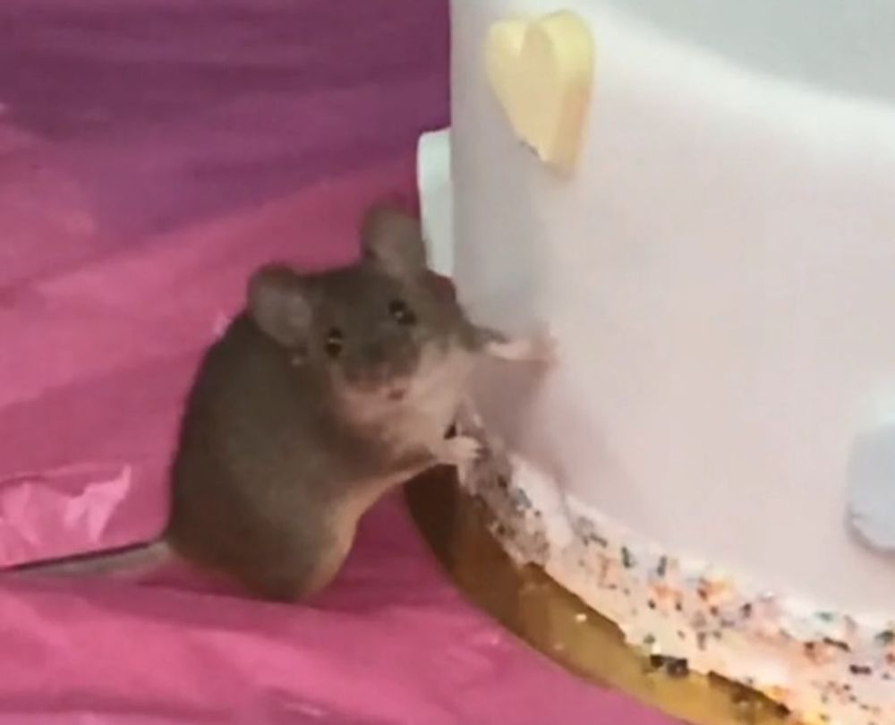 Sorprendieron a un ratón comiendo torta en la vidriera de una pastelería